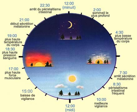 La chronobiologie : comment être en forme en respectant son horloge interne ?