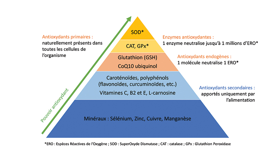pyramide des antioxydants