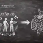alimentation définition schéma tableau noir