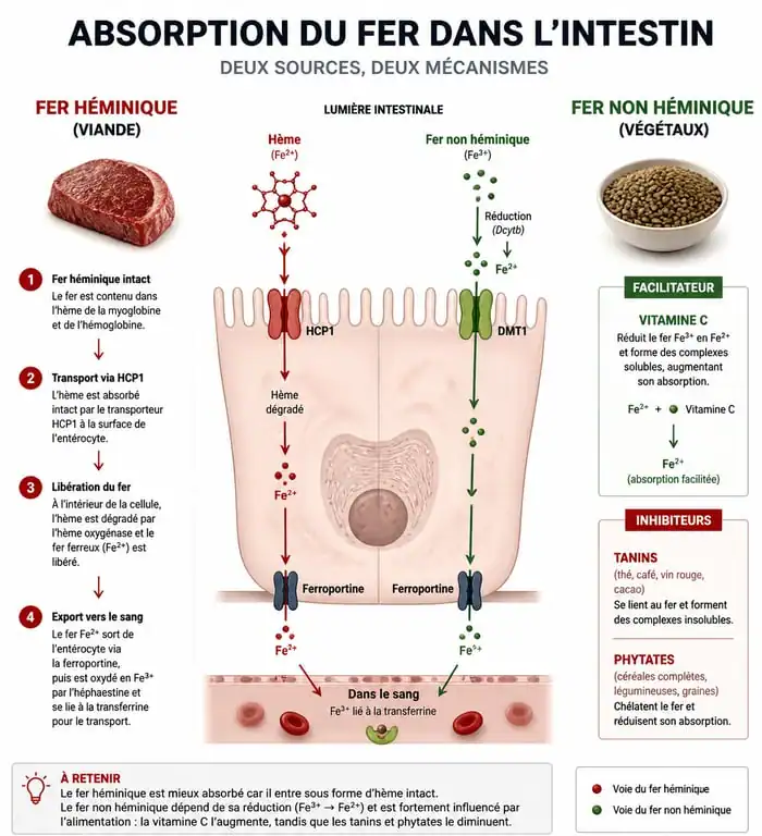 Infographie sur l'absorption du fer et les aliments riches en fer pour lutter contre l'anémie