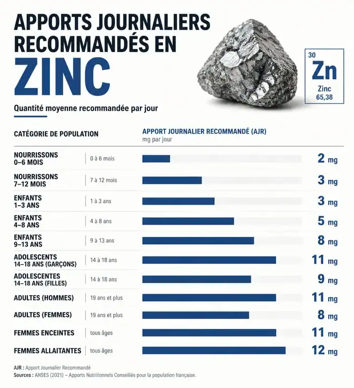 Infographie des apports journaliers recommandés en zinc par catégorie de population