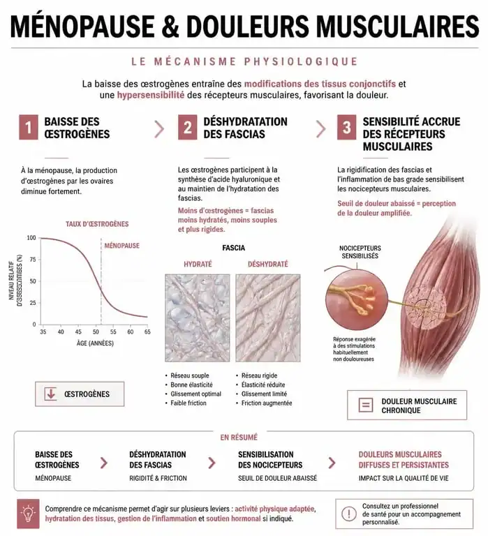 Infographie expliquant le lien entre ménopause et douleurs musculaires par la baisse des œstrogènes
